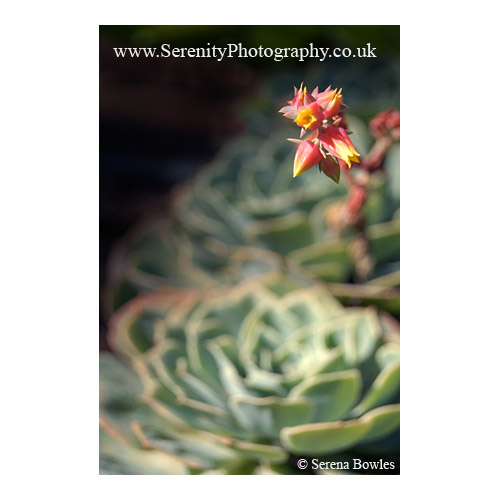 Succulent and Flower